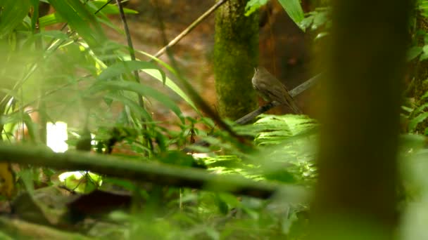Pleśniawka Jak Ptak Siedzący Nisko Ziemi Pobliżu Dużego Tropikalnego Drzewa — Wideo stockowe