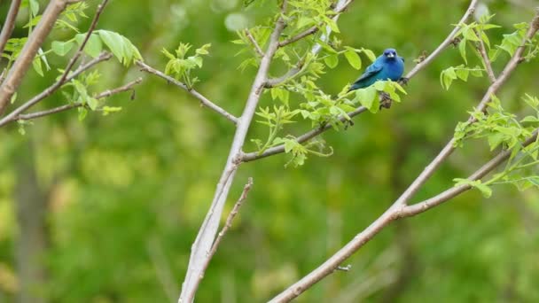 Подвійний Постріл Indigo Bunting Яскраво Синій Птах Сподіваючись Гілки — стокове відео