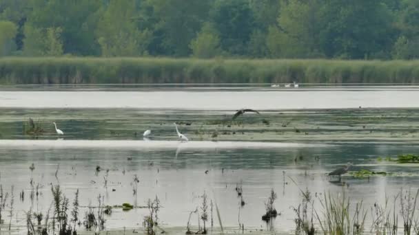 Great Blue Heron Voando Pousando Grande Lago Raso Cheio Vida — Vídeo de Stock