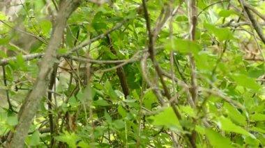 Yoğun ormanda bekleyen başka bir kuşu besleyen yetişkin bir kuş.