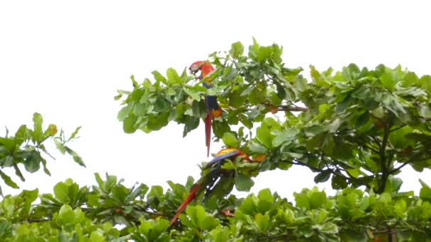 Stunning Scarlet Macaw bird landing on a branch while another eats nearby