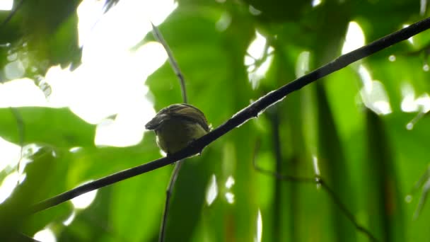 View Tiny Bird Doing Sporadic Vocalising Humid Jungle — Stock Video