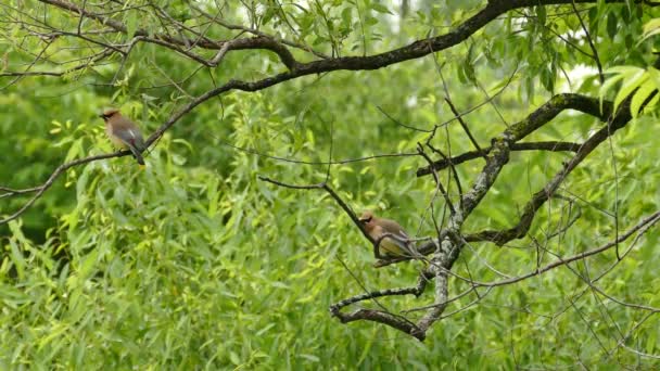 Ζευγάρι Cedar Waxwing Σκαρφαλωμένο Διάφορα Κλαδιά Του Δάσους — Αρχείο Βίντεο