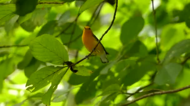 Güzel Prothonotary Warbler Kuşunun Yapraklı Daldaki Keskin Yakın Çekimi — Stok video