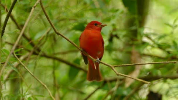 Primer Plano Del Tanager Rojo Brillante Del Verano Encaramado Mirando — Vídeo de stock