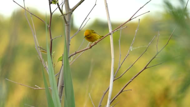 Sharp Shot Yellow Warbler Vocalising Blury Forest Background — Stock Video