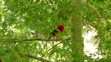 Ormandaki çam ağacına tünemiş kırmızı kuşun Kanada doğası sahnesi