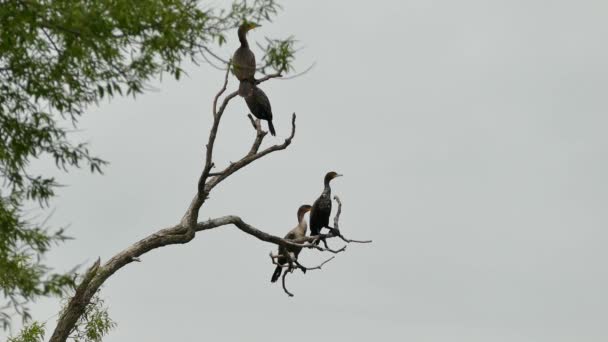 Groupe Cormorans Décollant Arbre Mort Même Temps — Video