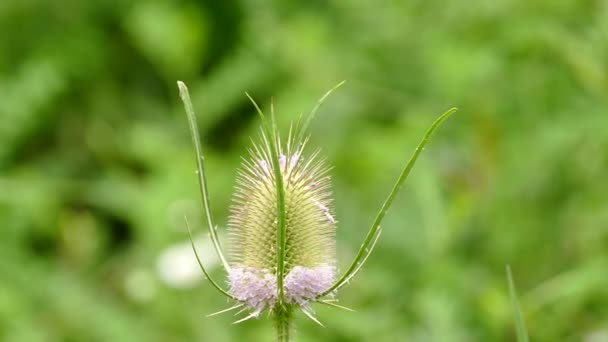 Belle Fleur Papillon Sur Fond Gros Plan — Video