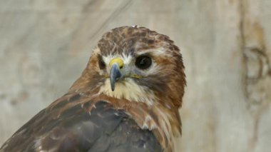 Hawk 'ın yüzünü detaylı bir şekilde görüntülerken görüntüleyiciye bakıyor.