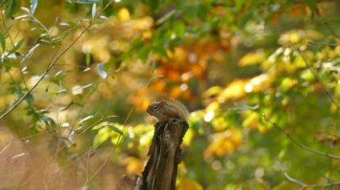 Arkaplanda canlı sonbahar renkleriyle birlikte Squirel dal günlüğünün tepesine tünedi