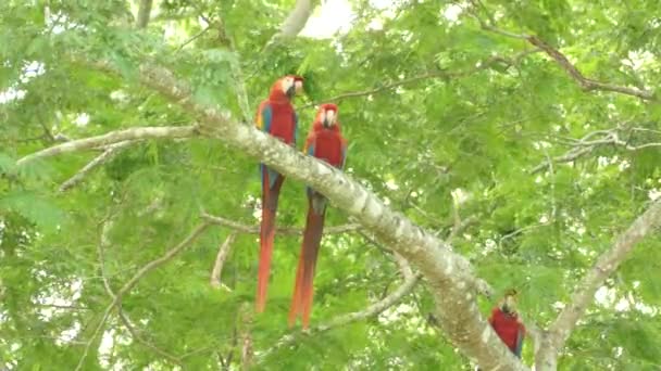 Barevné Scarlet Macaw velké ptáky vidět v divočině stojící na větvi