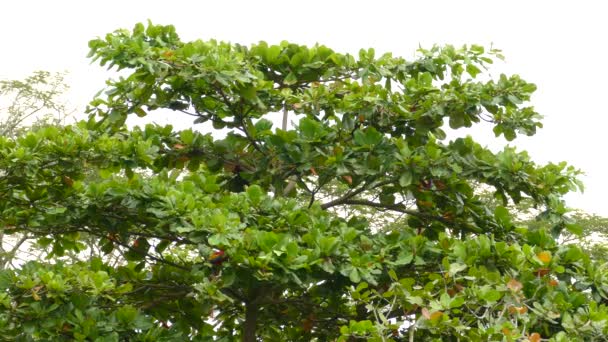 スカーレット マコーと緑豊かな広葉樹の広い眺めそれに餌を与えるオウム — ストック動画