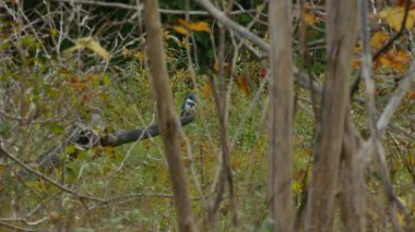 Kemerli Kingfisher 'ın çok sayıda çekimi ölü yükseltilmiş ağaç dalına tünemişti.