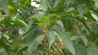 Yeşil bal sürüngeni dişi kuşun yapraklı bir dalda zıplayarak uzaklaşması.