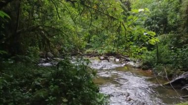 Gimbal ormanın ilerisindeki nehrin dengelenmiş görüntüsünü aldı.