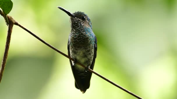 Πρόσθια Όψη Λεπτομερών Μικρών Φτερών Στο Στήθος Του Humminbird — Αρχείο Βίντεο
