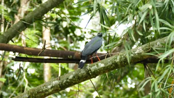 Oiseau de proie aux pattes orange décollant de la branche 