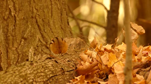 Podzimní Scéna Chipmunkem Chybějícím Ocasem Stojící Kmeni Stromu — Stock video