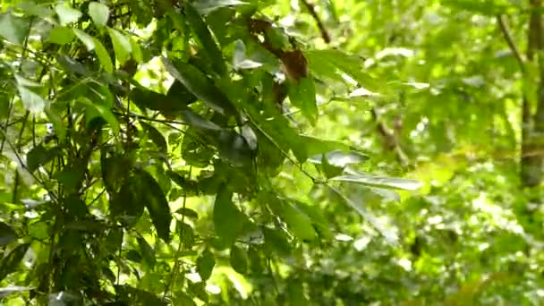 Bellissimo Uccello Sfondo Naturale — Video Stock