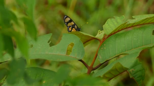 Exotic Butterfly Perched Swinging Leaf Blown Gentle Wind — Stock Video