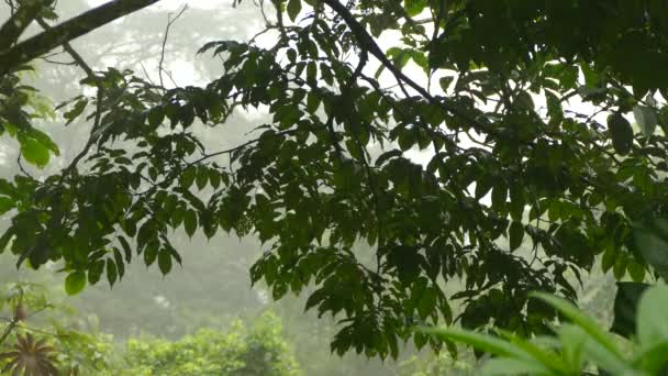 背景にぼんやりとした曇り空の森と木の天蓋の下に隠れて小さな鳥 — ストック動画