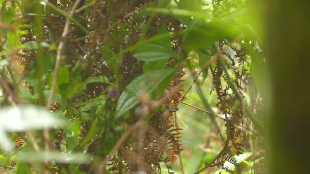 Ganska Eufoni Exotisk Fågel Tät Levande Djungel Undervegetation — Stockvideo