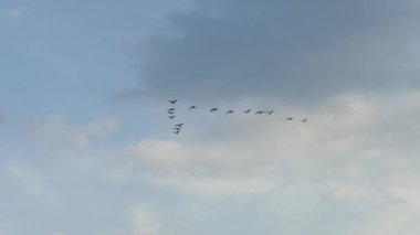 Mavi gökyüzünde uçan karabatak sürüsü.