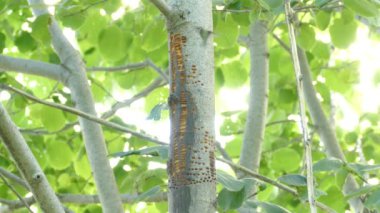 Ağaçtaki küçük deliklerden beslenen sinekkuşunun çift zoom görüntüleri.