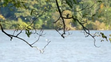 Uçan kuş sürüleriyle dolu bir gölün önünde duruyor.