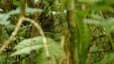 doğal arka planda güzel kuş