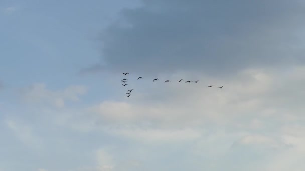 Formade Flock Skarvfåglar Flyger Blå Himmel Bakgrund — Stockvideo