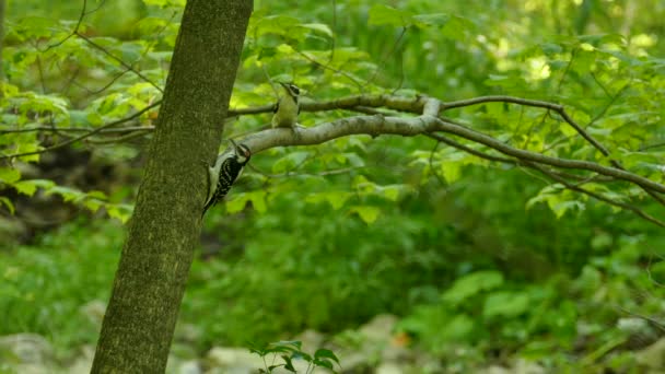 Strange Interaction Two Downy Hairy Woodpeckers Forest — Stock Video