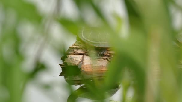 Schildpad Staat Log Besluit Vertrekken Duik Het Stille Water — Stockvideo