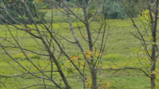 獲物の北ハリアー鳥は狩りに飛び込む前にフィールド上を飛ぶ — ストック動画