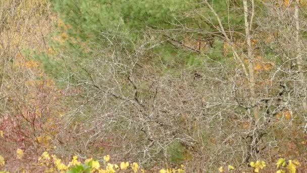 Chickadees Hopping Dried Shrubby Tree Fall Wind — Stock video