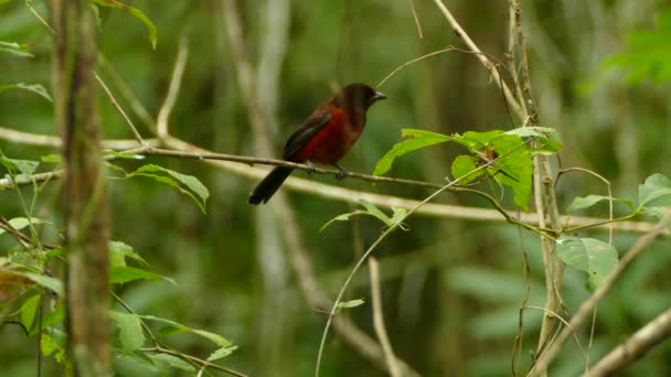 クリムゾン バッキング タンガーは純粋な熱帯雨林の小さな水平方向の小枝にある — ストック動画