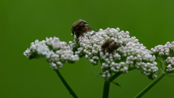 Bug Geslacht Weergegeven Door Twee Paren Neergestreken Bewegend Dezelfde Bloem — Stockvideo