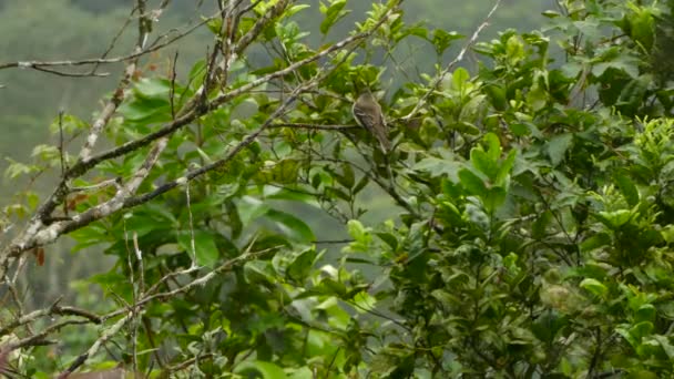 Летучая Птица Быстро Поворачивает Голову Сидя Фоне Леса Боке — стоковое видео
