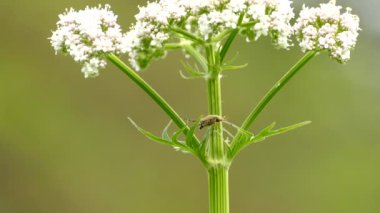 Yazın bir çiçeğe tırmanan egzotik böceğin çıtır çıtır makro çekimi.