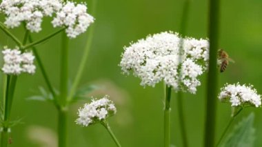 Kısmen saklı olan arı, beyaz küçük çiçeklerin arasında besleniyor ve sürünüyor.
