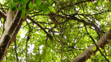 doğal arka planda güzel kuş