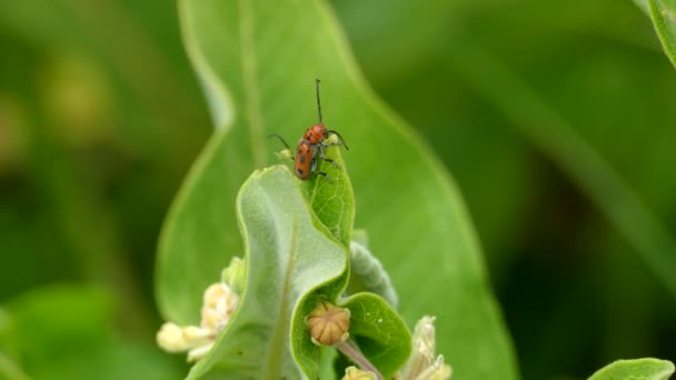 Bug Appearing Dismiss Mating Attempt Ends One Falling Flower — Stock Video