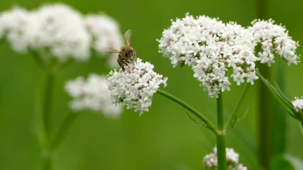 蜜蜂以宏观上看到的白花为食 背景上有相同的花模糊 — 图库视频影像