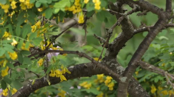 树上的黄色花朵是大黄蜂躲藏时试图觅食的食物 — 图库视频影像