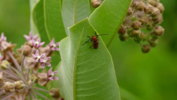 Naranja Insecto Encaramado Mueve Lado Una Hoja Ancha Cerca Flor — Vídeo de stock