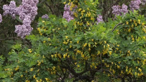 Bush Flores Amarillas Mezcladas Con Flores Lila Púrpura Con Abejorros — Vídeos de Stock