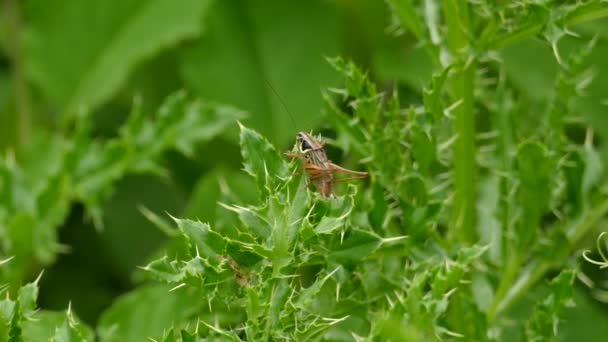 Sharp Detailed Shot Grasshoper Resting Atop Spiky Dangerous Plant — Stock Video