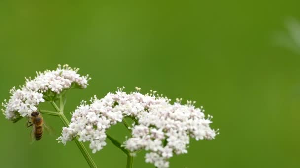 Abeja Frenética Alimenta Dos Pequeños Racimos Flores Blancas América Del — Vídeos de Stock