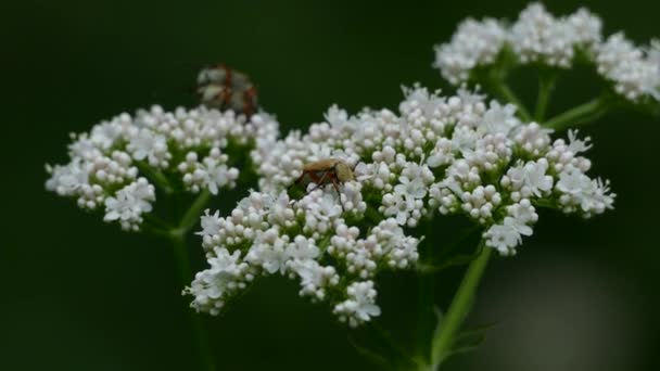 Käfer Sommer Auf Weißer Blüte Mit Paarung Rücken Ruhiggestellt — Stockvideo